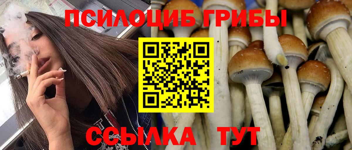 Псилоцибиновые грибы мицелий Энгельс